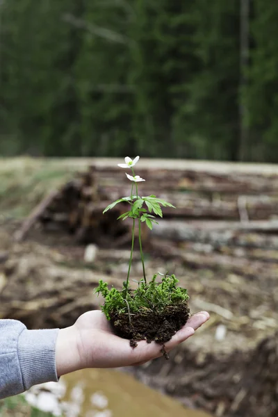 Pflanze auf verschwommenem Waldhintergrund — Stockfoto
