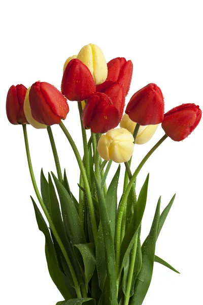 Tulpenblumen auf weißem Hintergrund — Stockfoto