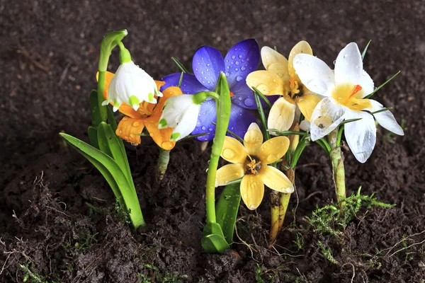 Kwiaty wczesną wiosną — Zdjęcie stockowe