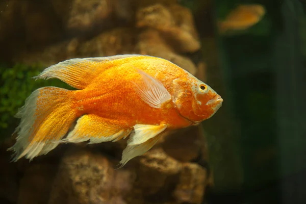 stock image Golden fish in aquarium