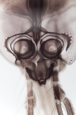 Mosquito Head Under Microscope clipart