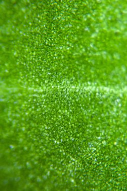 Green Leaf Under Microscope clipart