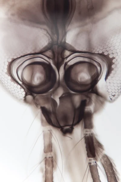 Mückenkopf unter dem Mikroskop — Stockfoto