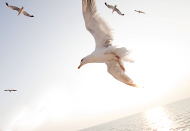 Beautiful white seagull flying over deep blue waves clipart