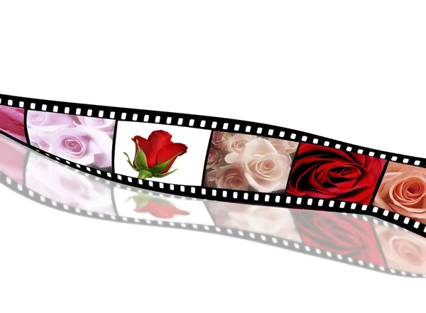 Coleção de rosas em tira de filme — Fotografia de Stock