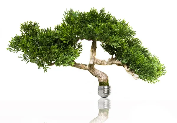 Träd i en glödlampa — Stockfoto