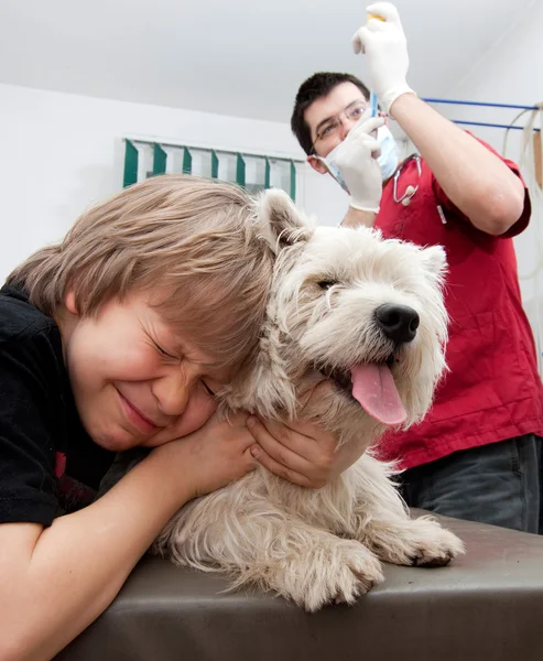 Pequeño niño sosteniendo su Westie en el veterinario —  Fotos de Stock