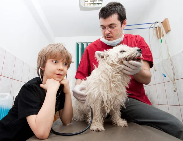 Pequeño niño sosteniendo su Westie en el veterinario — Foto de Stock