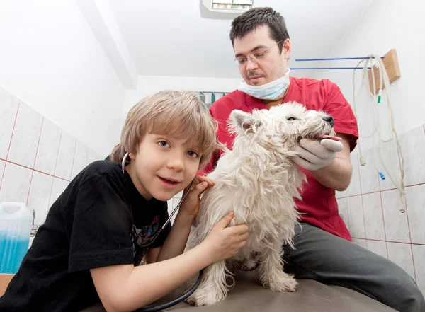 Malý chlapec s jeho westie na veterinární lékař — Stock fotografie