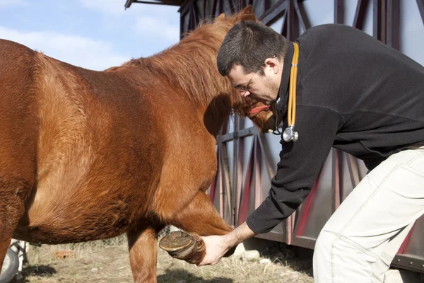 Ветеринар, вивчаючи кінь — стокове фото