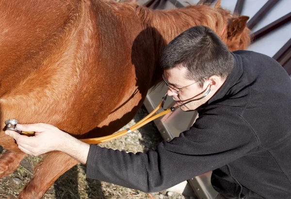 Medicul veterinar examinează calul — Fotografie, imagine de stoc