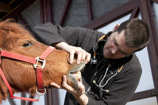 Ветеринарная лошадь — стоковое фото