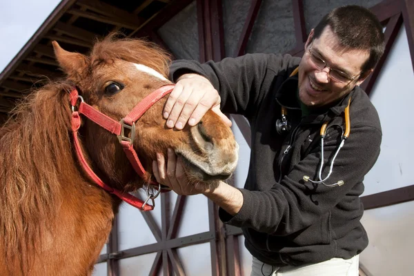 Veterinaria examinando caballo —  Fotos de Stock