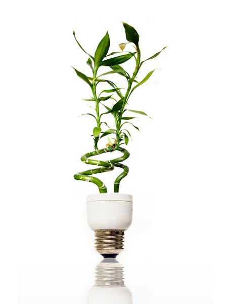 Eco žárovka s bambusem — Stock fotografie