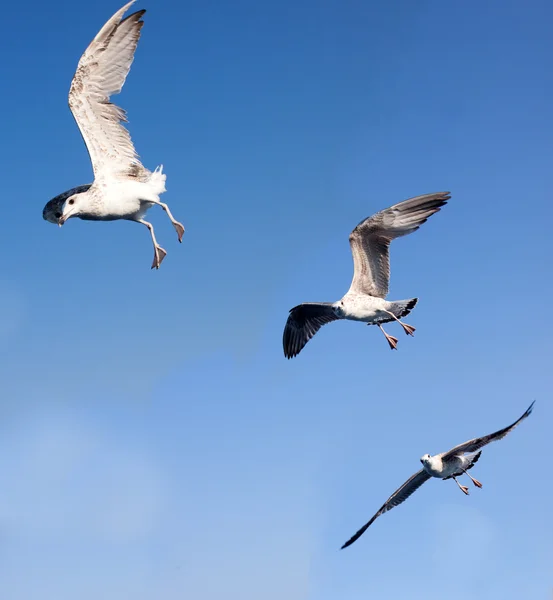Чайки летят на фоне голубого неба — стоковое фото