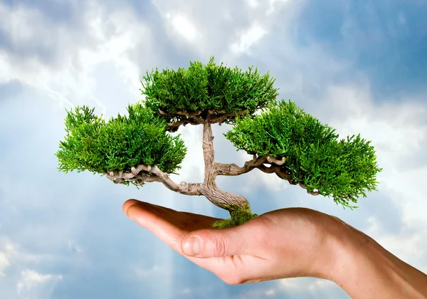 Ruka hospodářství strom — Stock fotografie