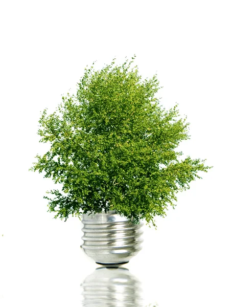 Träd i glödlampa symboliserar grön energi — Stockfoto