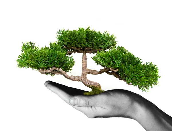 Hand holding tree — Stock Photo, Image