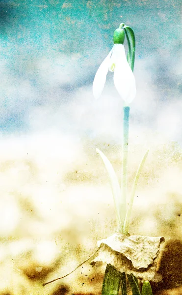 Grunge spring background with snowdrop — Stock Photo, Image