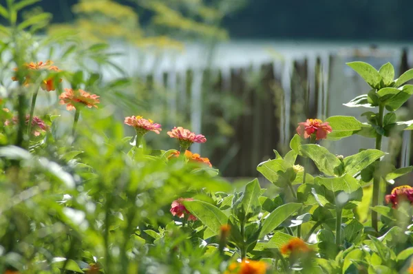 Ogród letni — Zdjęcie stockowe