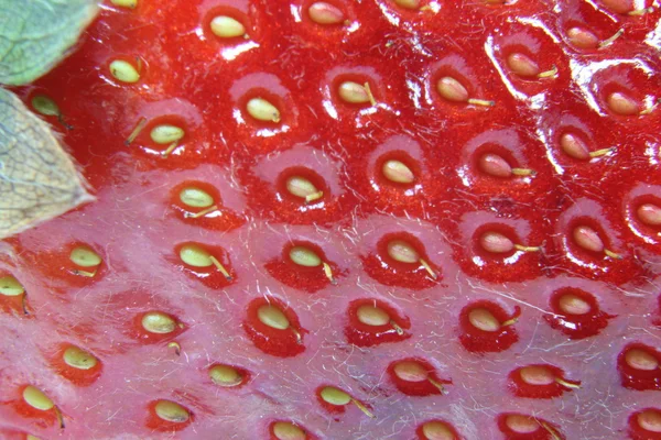 Φράουλα Close_up — Φωτογραφία Αρχείου
