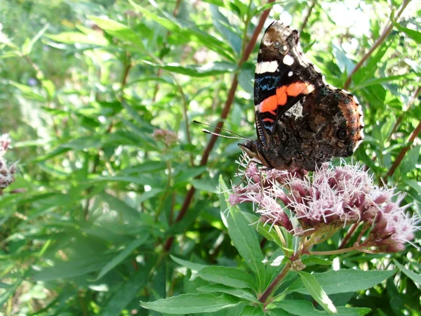 stock image Close-up butterfly admiral