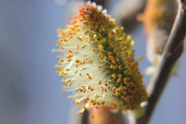 Willow catkin the first spring messenger — Stock Photo, Image