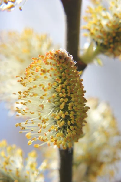 Willow catkin the first spring messenger — Stock Photo, Image
