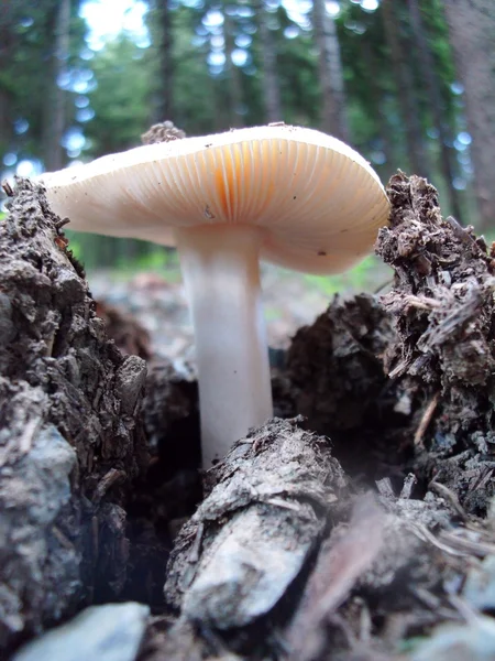 Pilz im Wald — Foto Stock