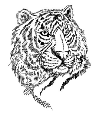 sketch tiger clipart