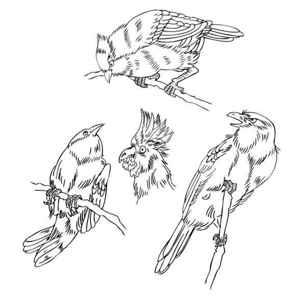 Náčrtek pták — Stockový vektor