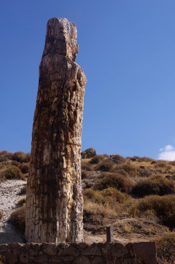 Petrified trunk clipart