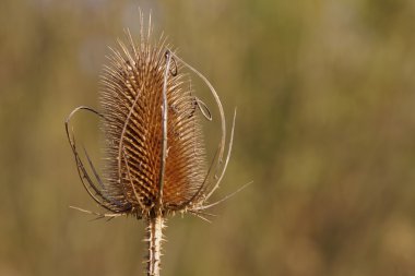 vahşi teasel