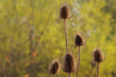 vahşi teasel