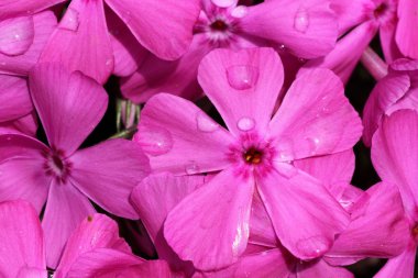 Pembe çiçek closeup bahar