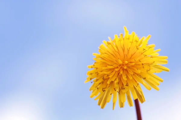 stock image Dandelion