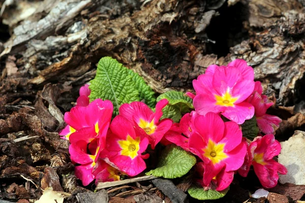 Spring flowers of primula — Stock Photo, Image
