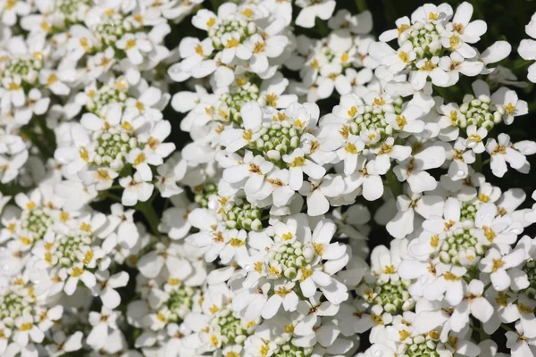 Witte kleine bloemen — Stockfoto