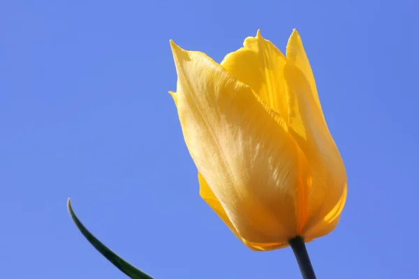 Flor de tulipán — Foto de Stock