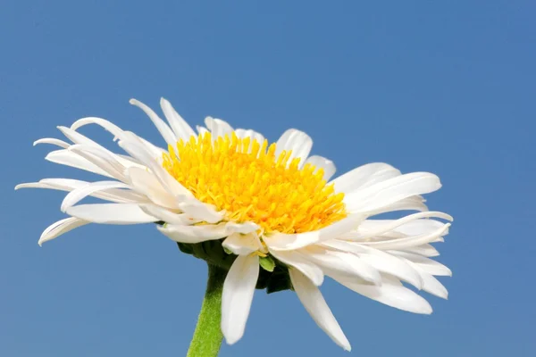 Květ bílý aster — Stock fotografie