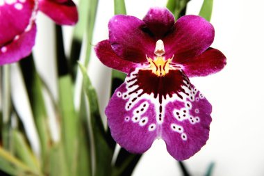 Miltonia orkide çiçeği