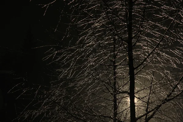 Eisbedeckter Baum — Stockfoto