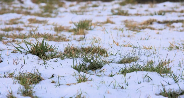 Met sneeuw bedekt gras — Stockfoto
