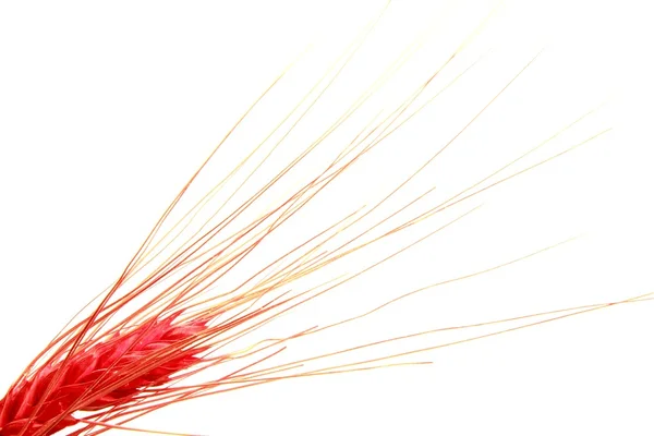 สปิกเกิ้ลเมล็ดสีแดง — ภาพถ่ายสต็อก