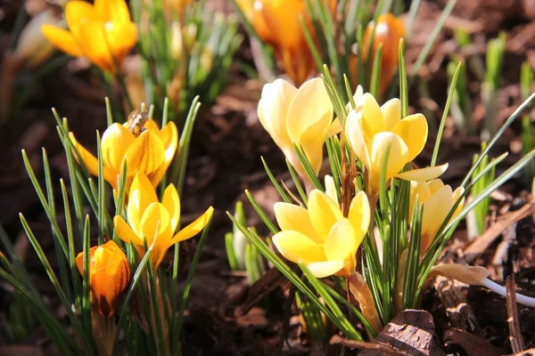 stock image Spring flower