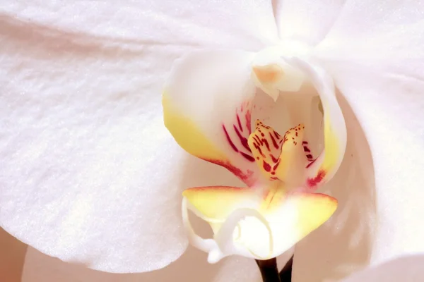 Detalhe branco da flor do orchid — Fotografia de Stock