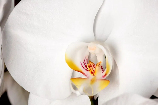 Flor branca de orquídea close-up — Fotografia de Stock