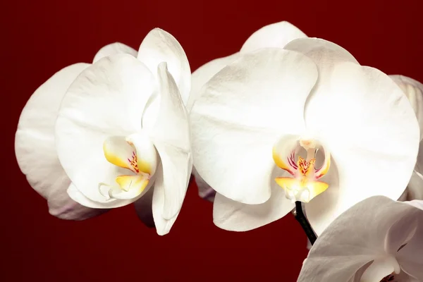 White orchid blossom — Stock Photo, Image