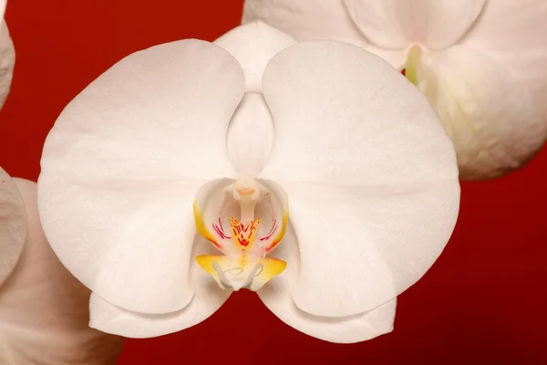Big white orchid flower — Stock Photo, Image