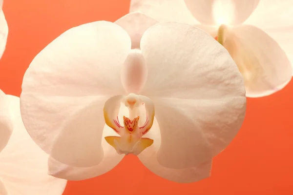 Grande flor de orquídea branca — Fotografia de Stock